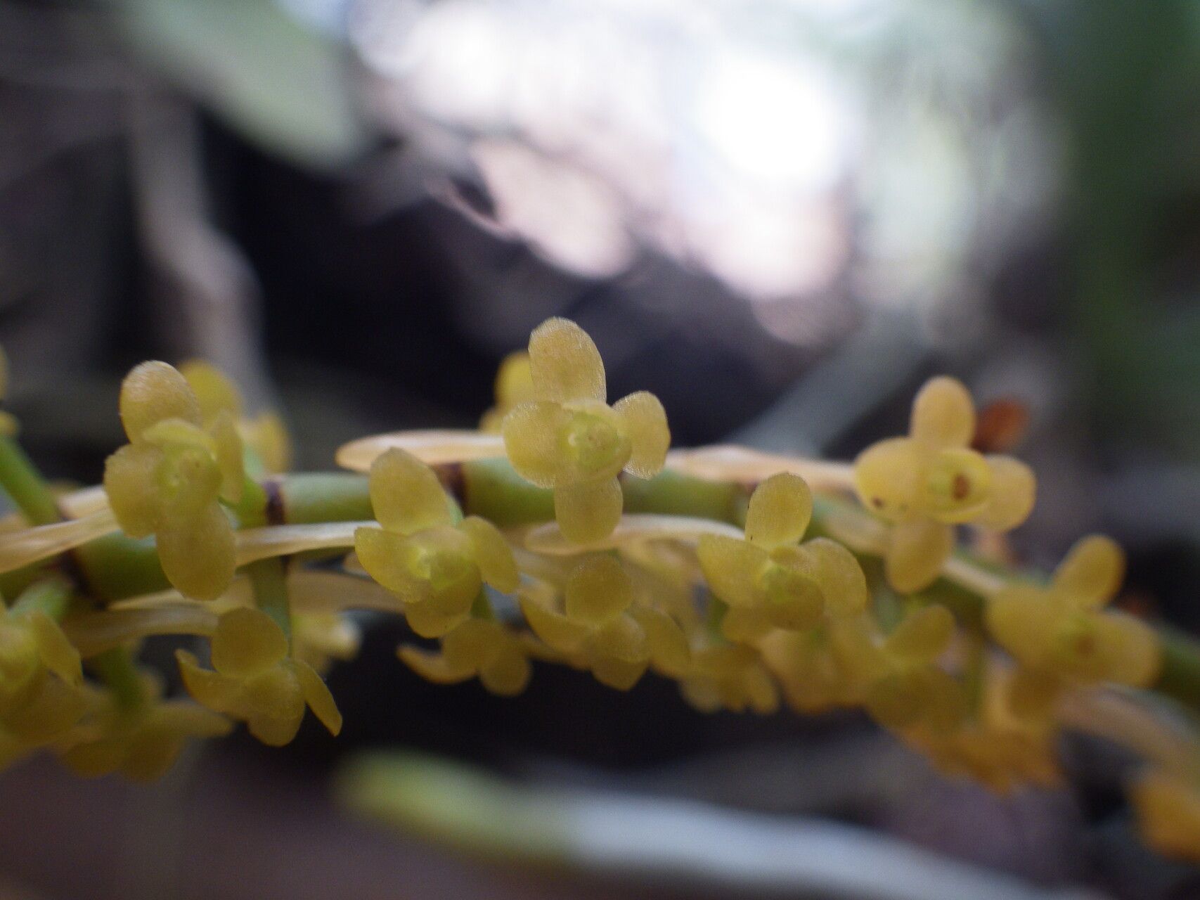 Diaphananthe odoratissima flower