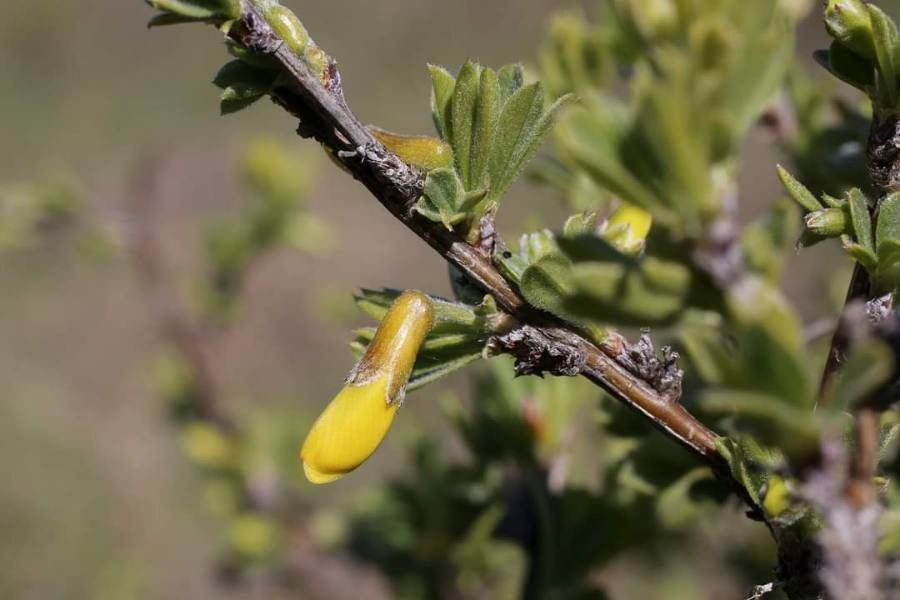 Caragana frutex flower