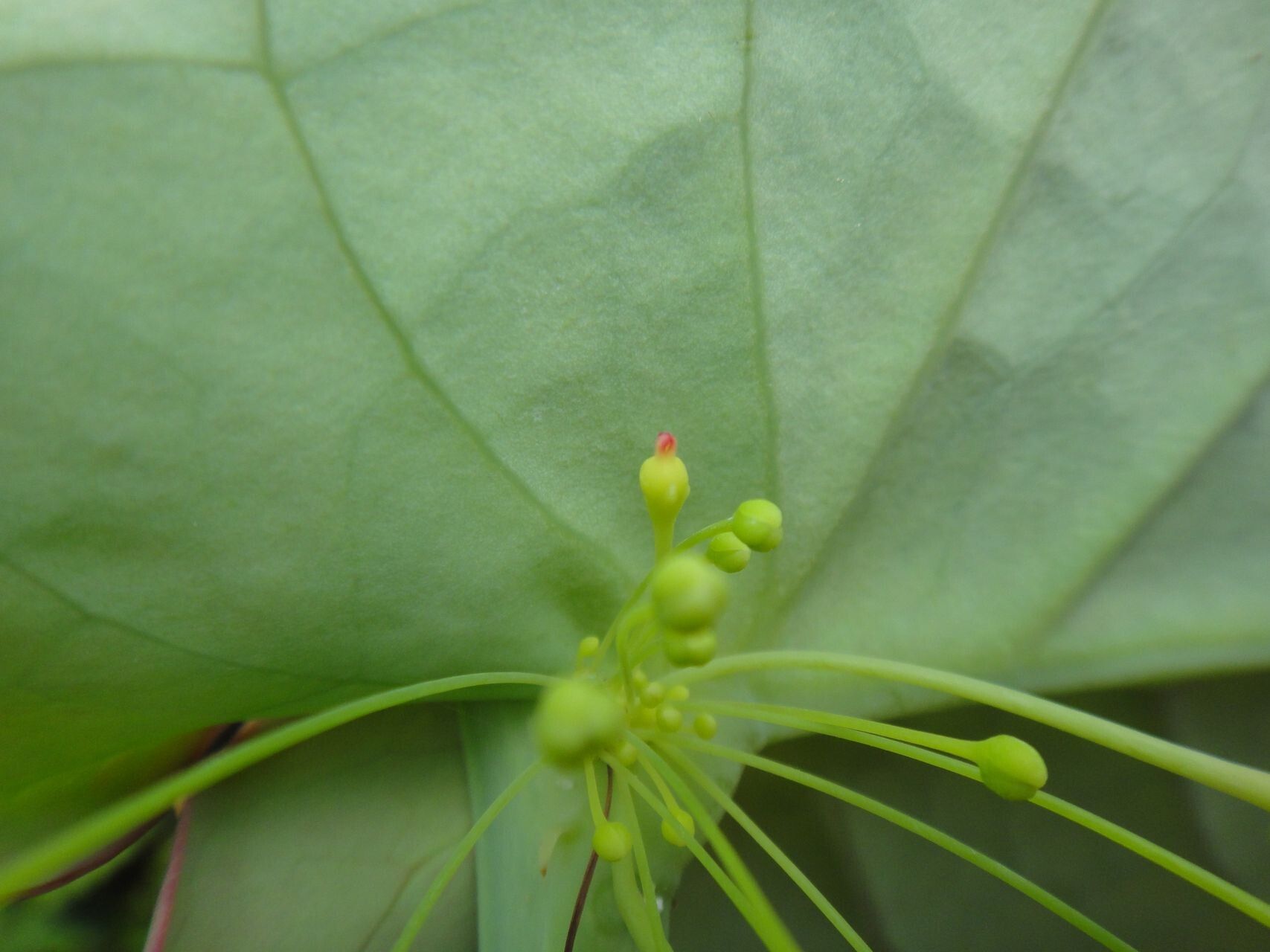 Phyllanthus trichopodus flower