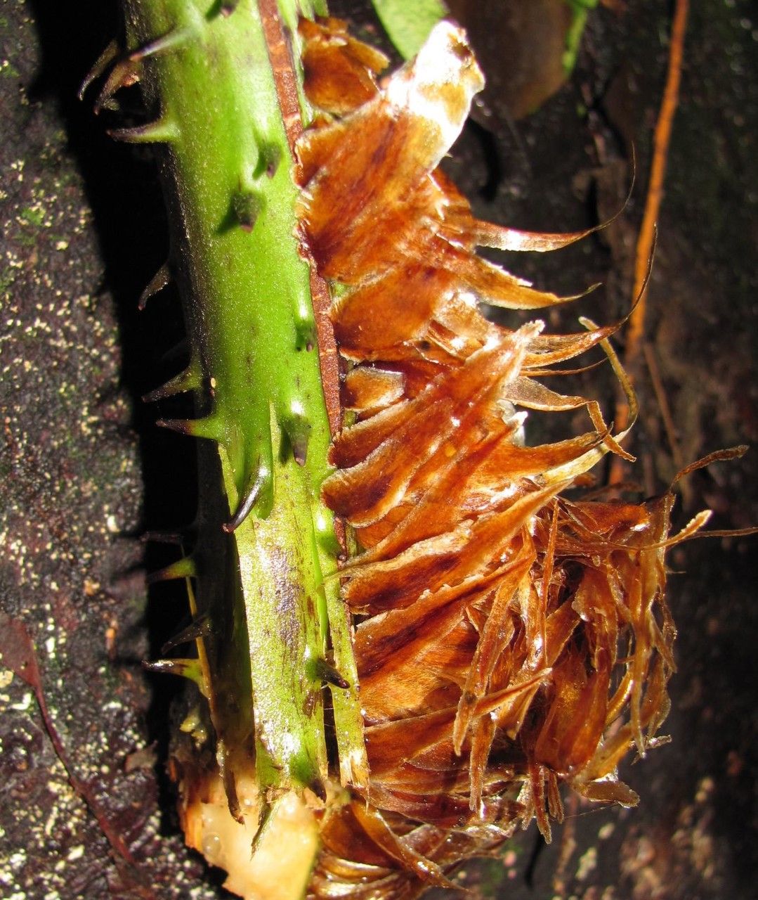 Cyathea acutidens fruit