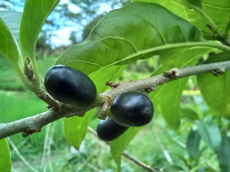 Cestrum laevigatum — search result for 'Cestrum'