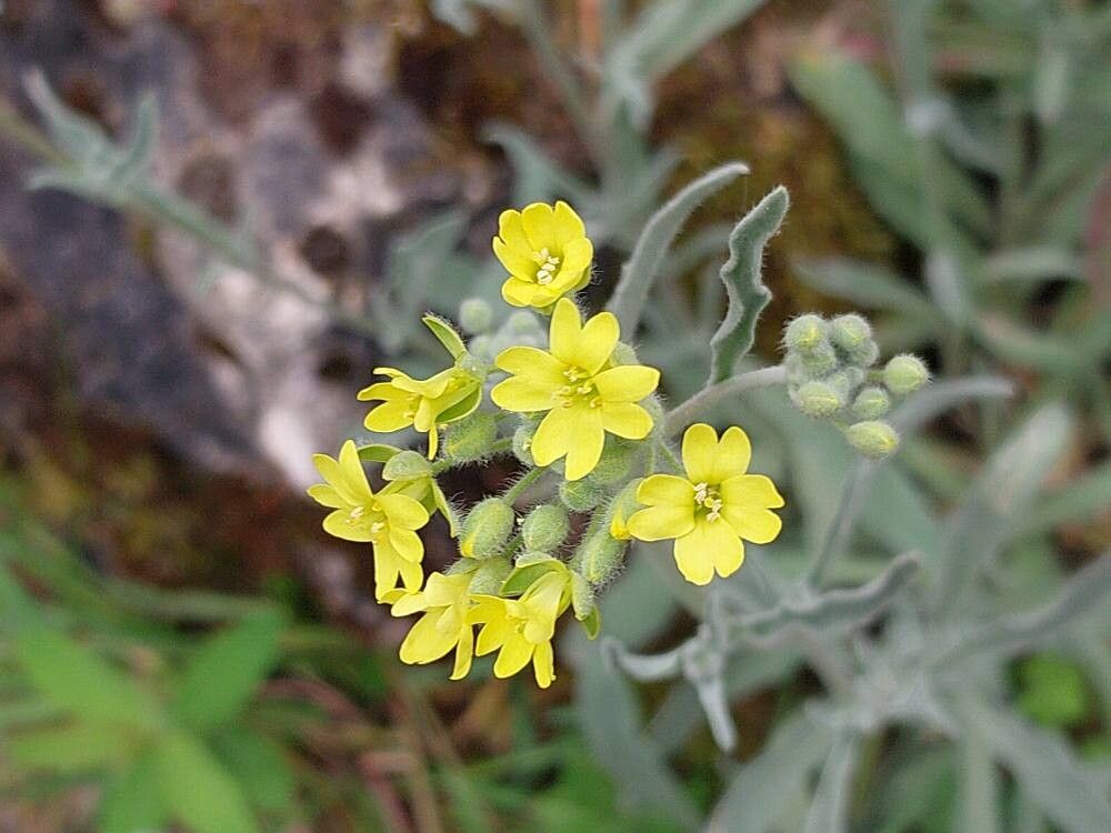 Aurinia sinuata flower