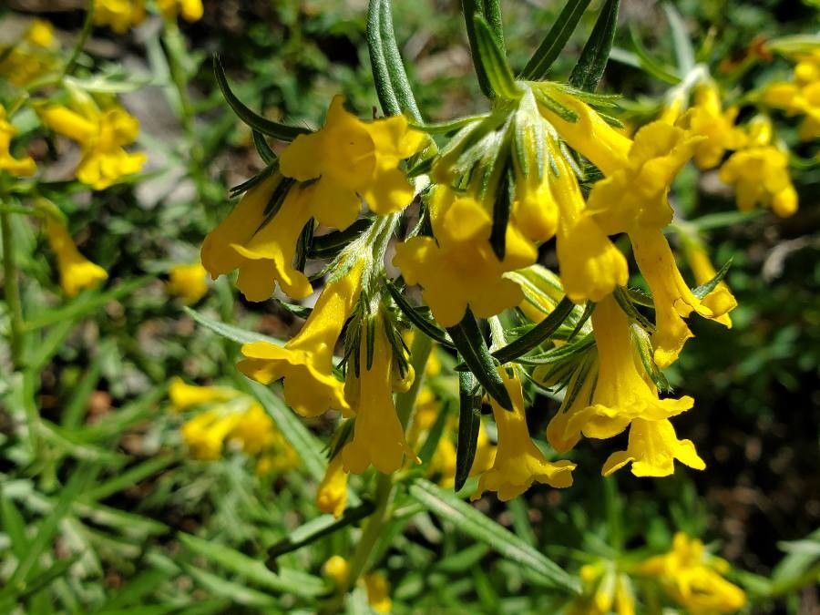 Lithospermum multiflorum flower