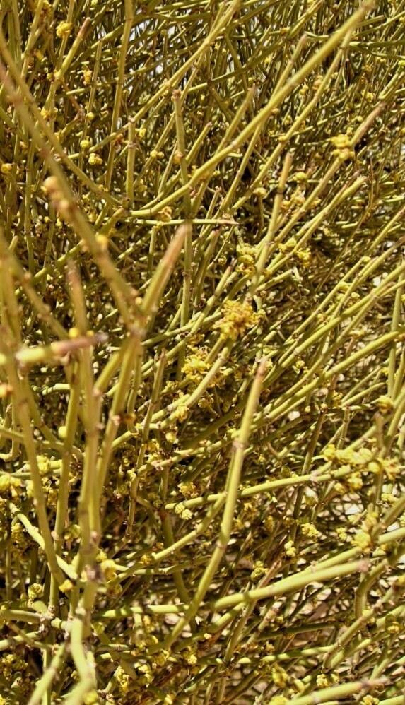 Ephedra viridis leaf