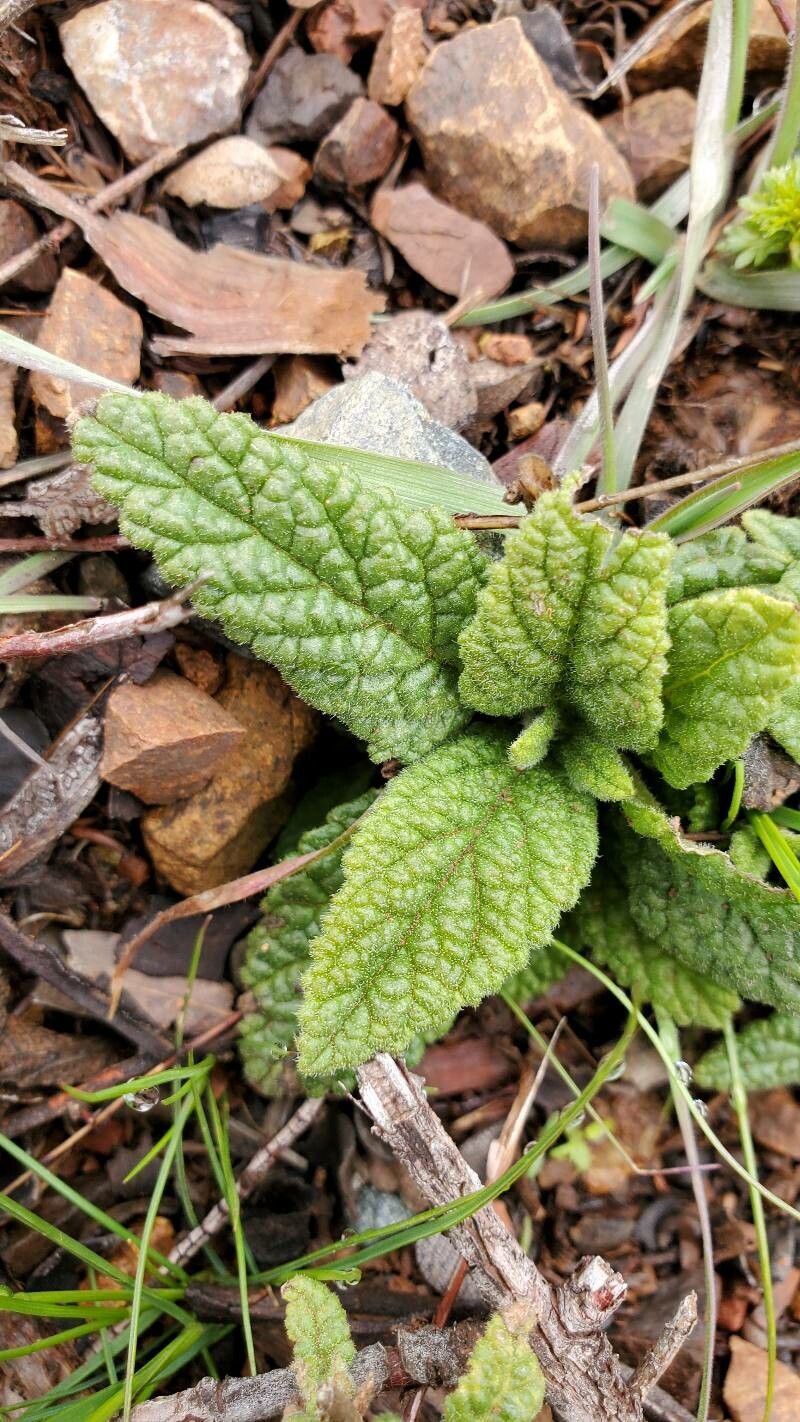 Verbena nana leaf