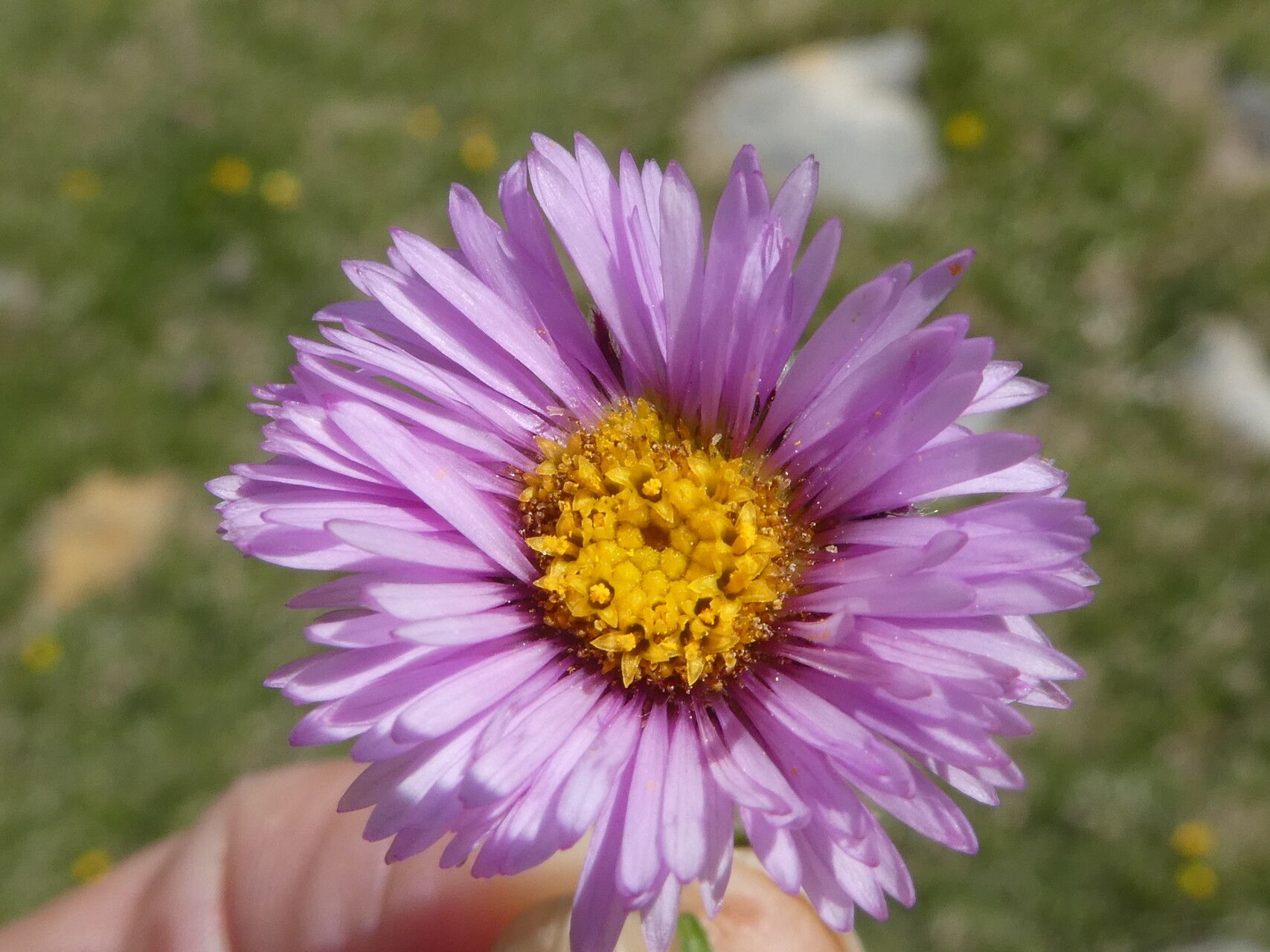 Erigeron aragonensis flower
