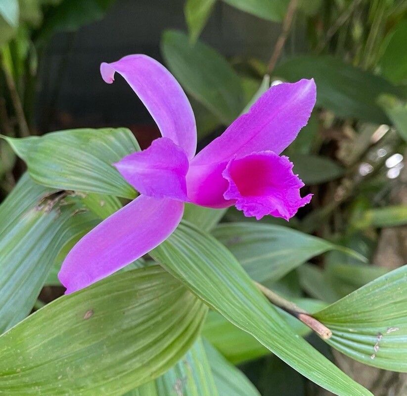 Sobralia sessilis flower