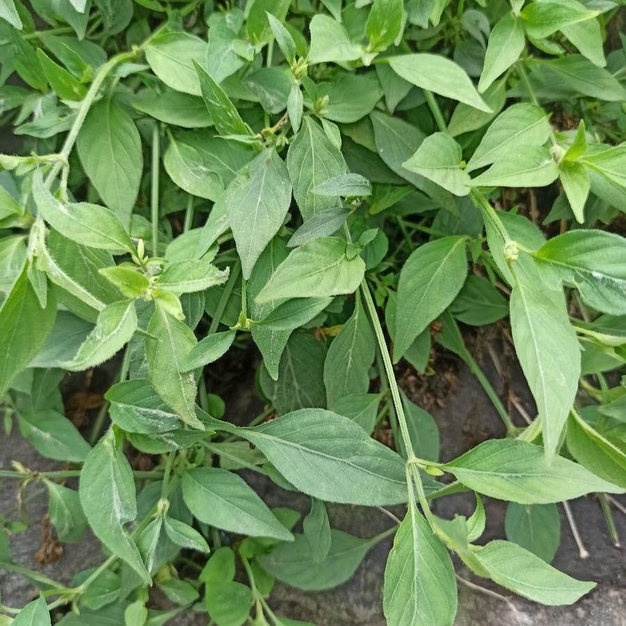 Justicia diclipteroides — search result for 'Justicia'