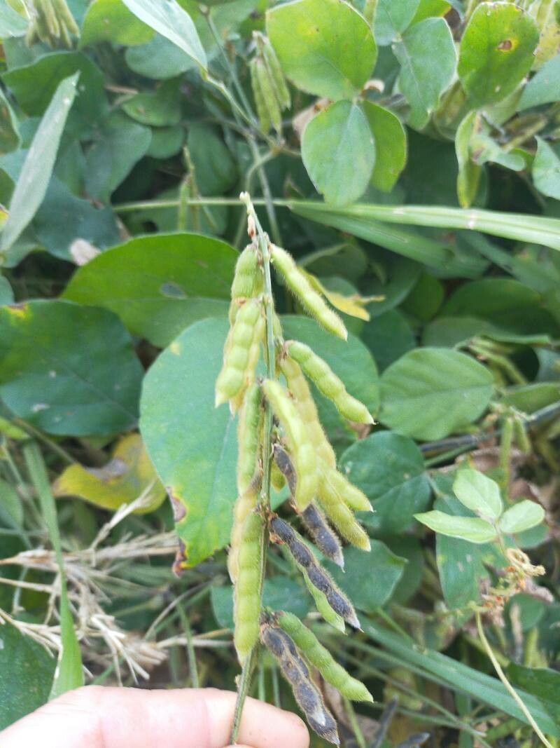 Neonotonia wightii fruit