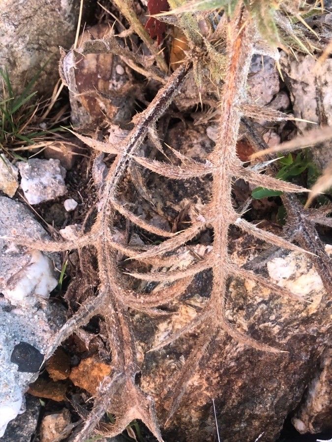 Cirsium odontolepis — search result for 'Cirsium'