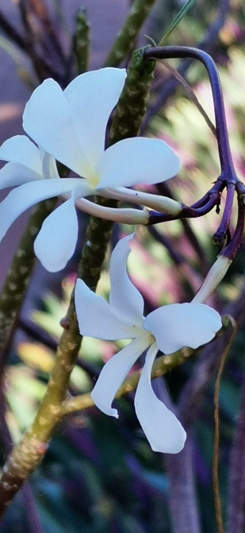 Plumeria filifolia flower