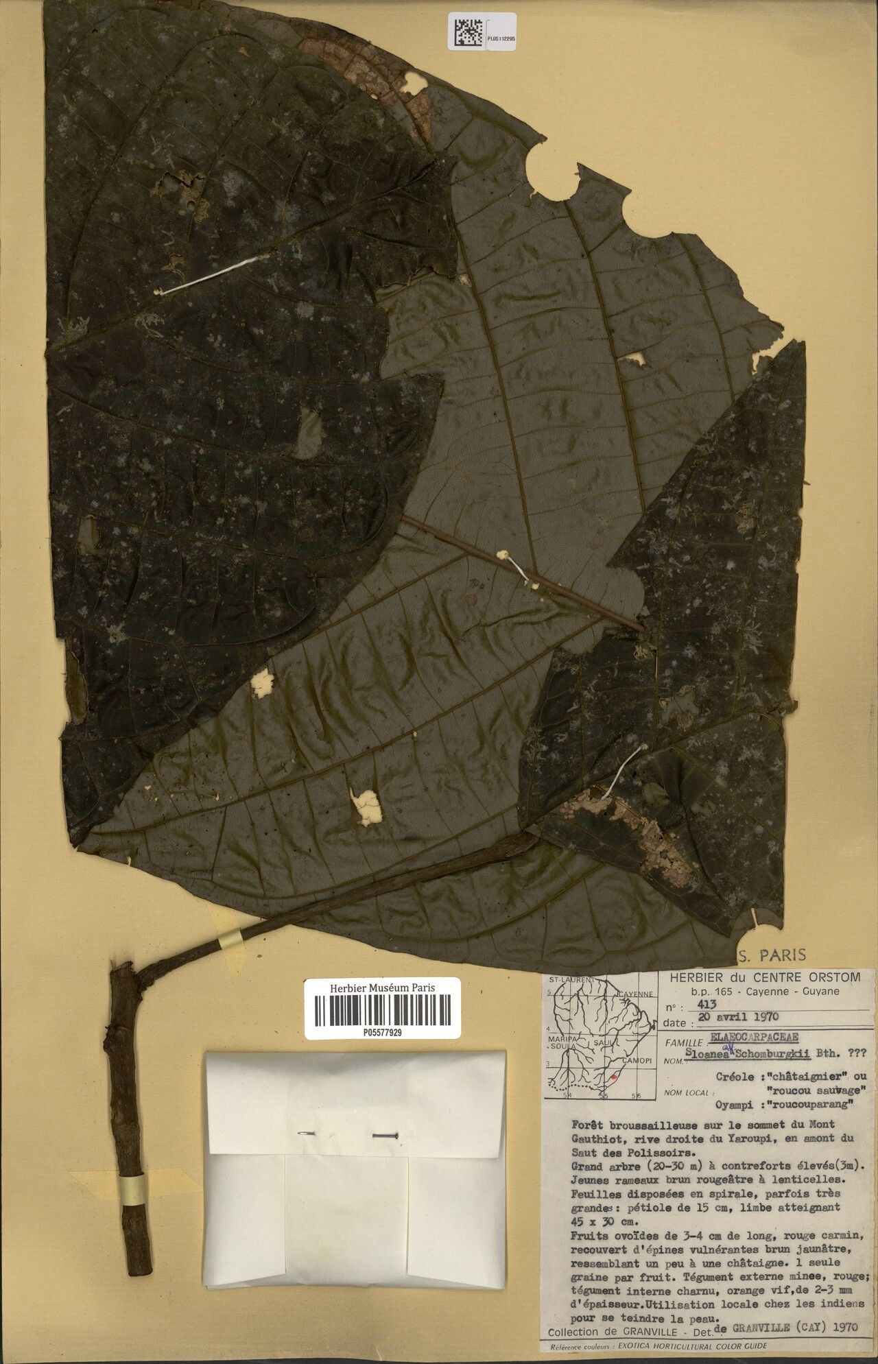 Sloanea schomburgkii leaf