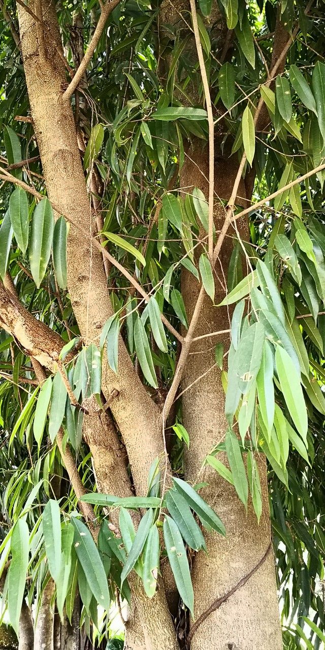 Ficus stenophylla bark