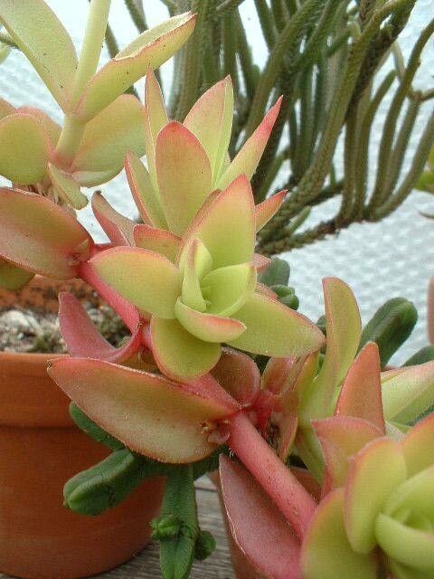 Crassula subacaulis — houseplant care guide