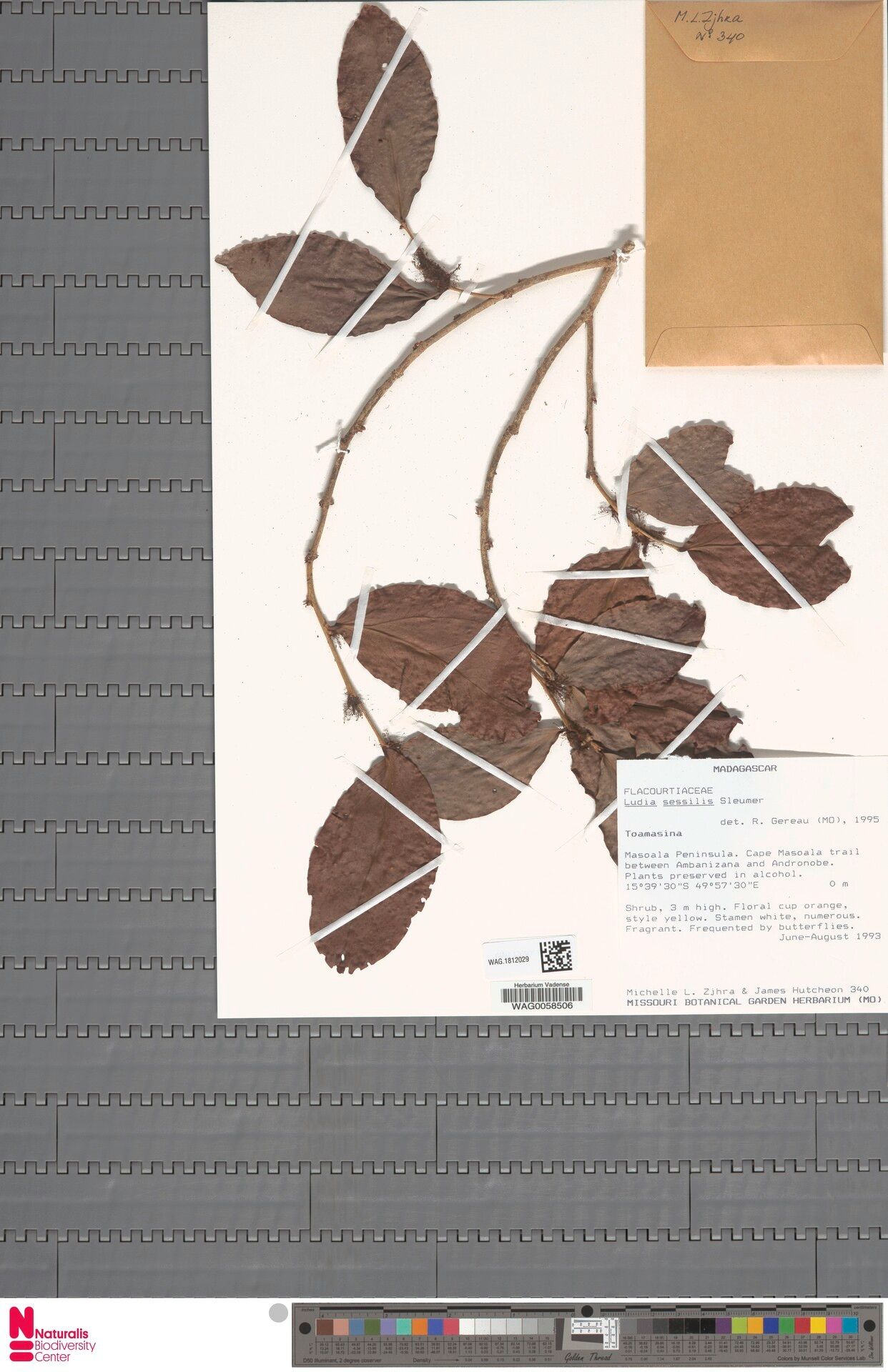 Ludia sessilis — houseplant care guide