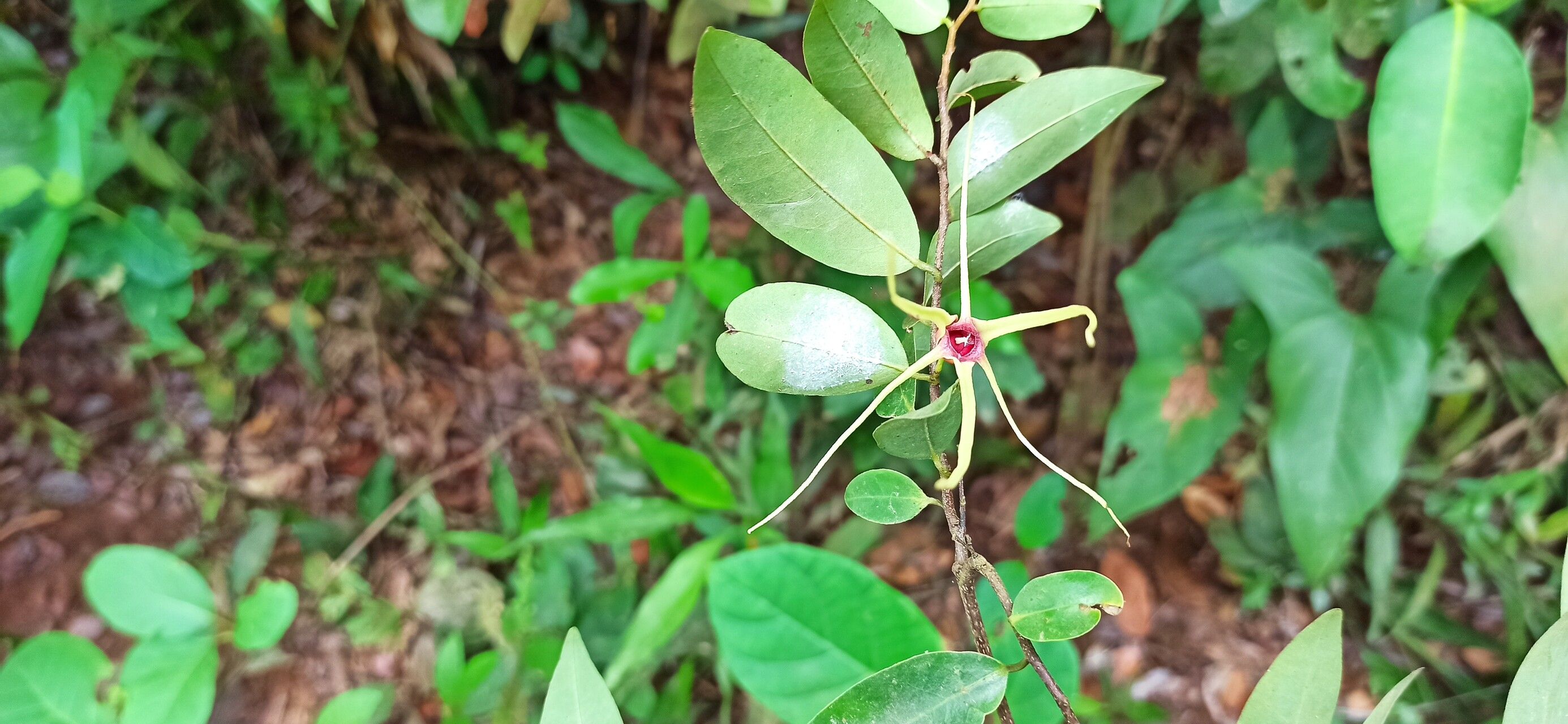 Xylopia longipetala flower