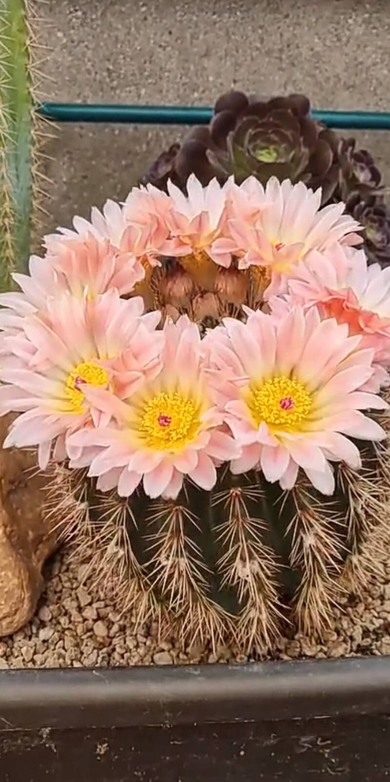 Sclerocactus johnsonii flower