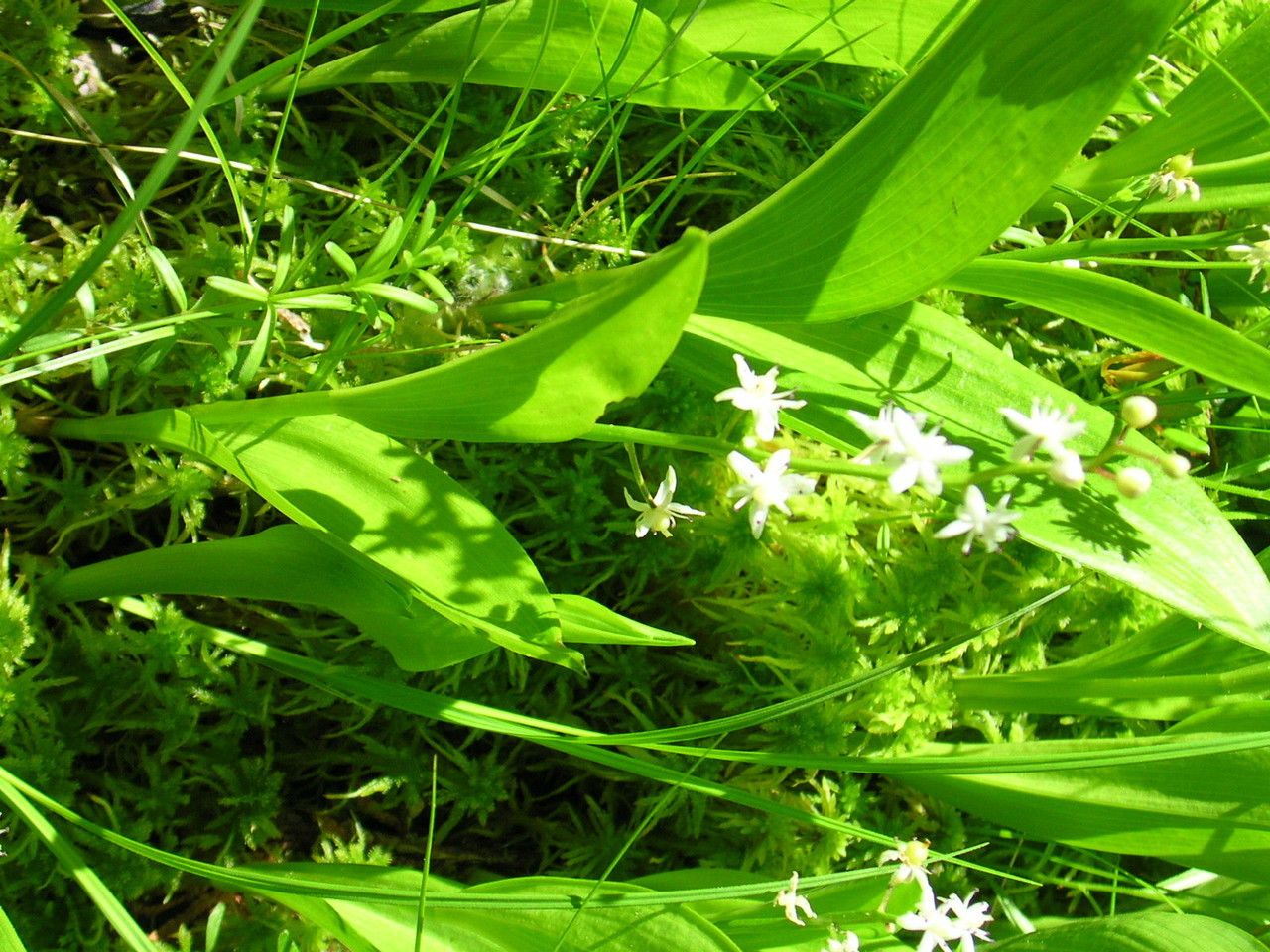 Maianthemum trifolium flower