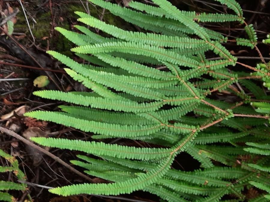 Sticherus ferrugineus — related species from the same genus
