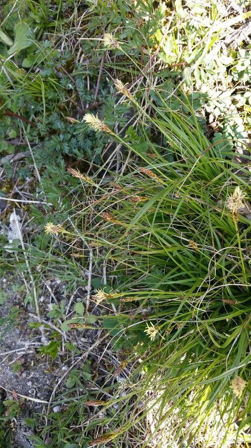 Carex pulicaris fruit