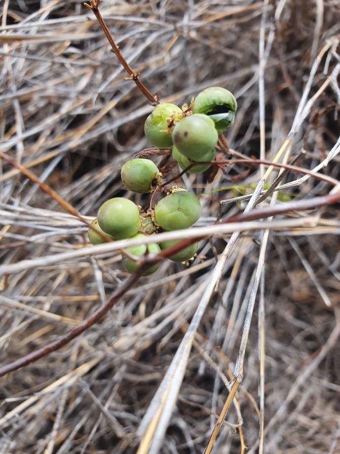 Asparagus racemosus fruit