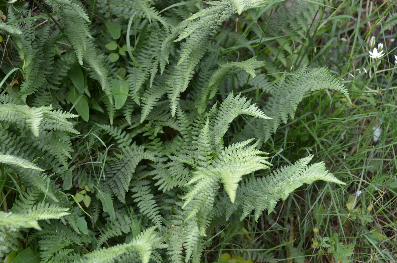 Dryopteris pallida flower