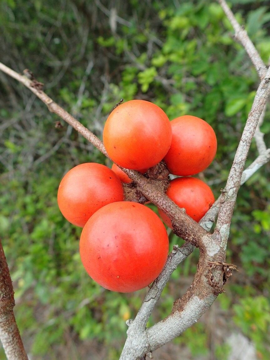 Salacia arenicola — houseplant care guide