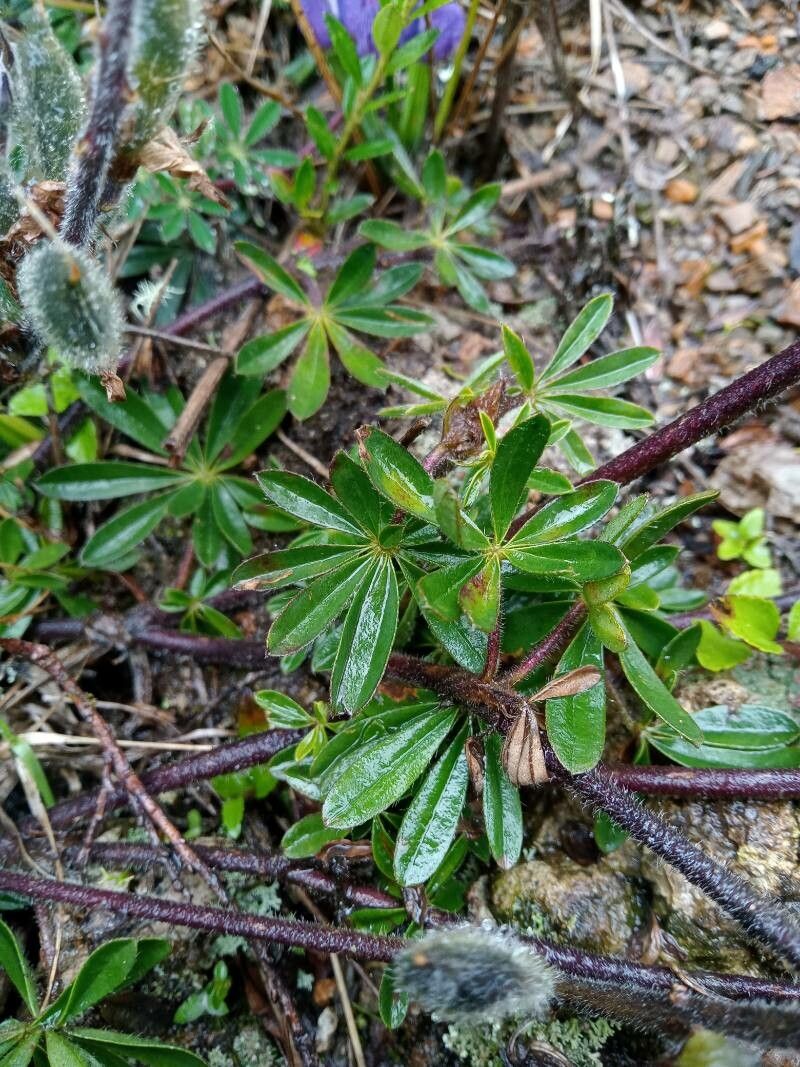 Lupinus bogotensis leaf