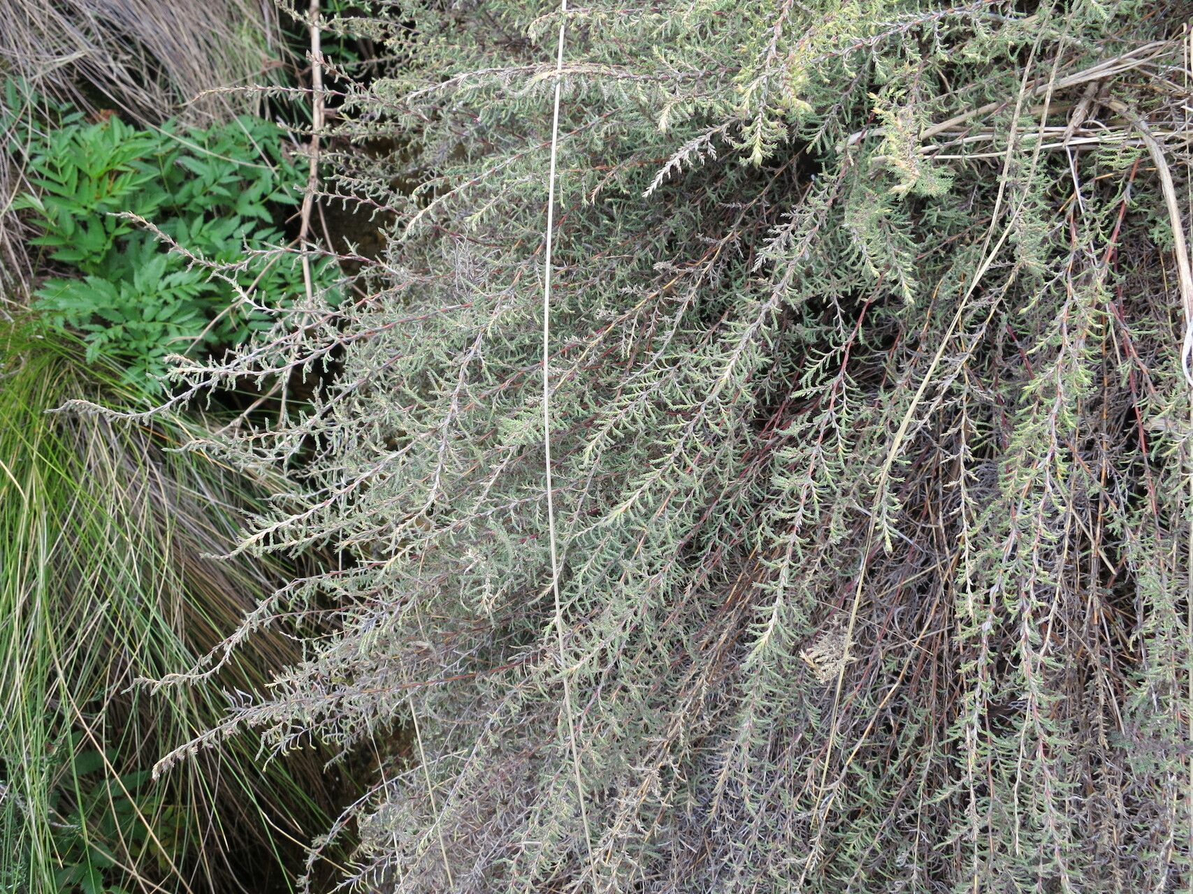 Panicum cupressifolium habit
