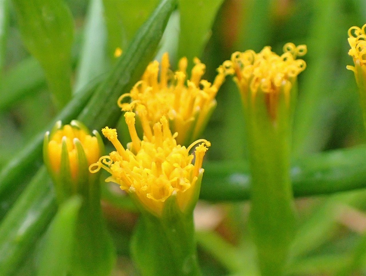 Senecio antandroi flower