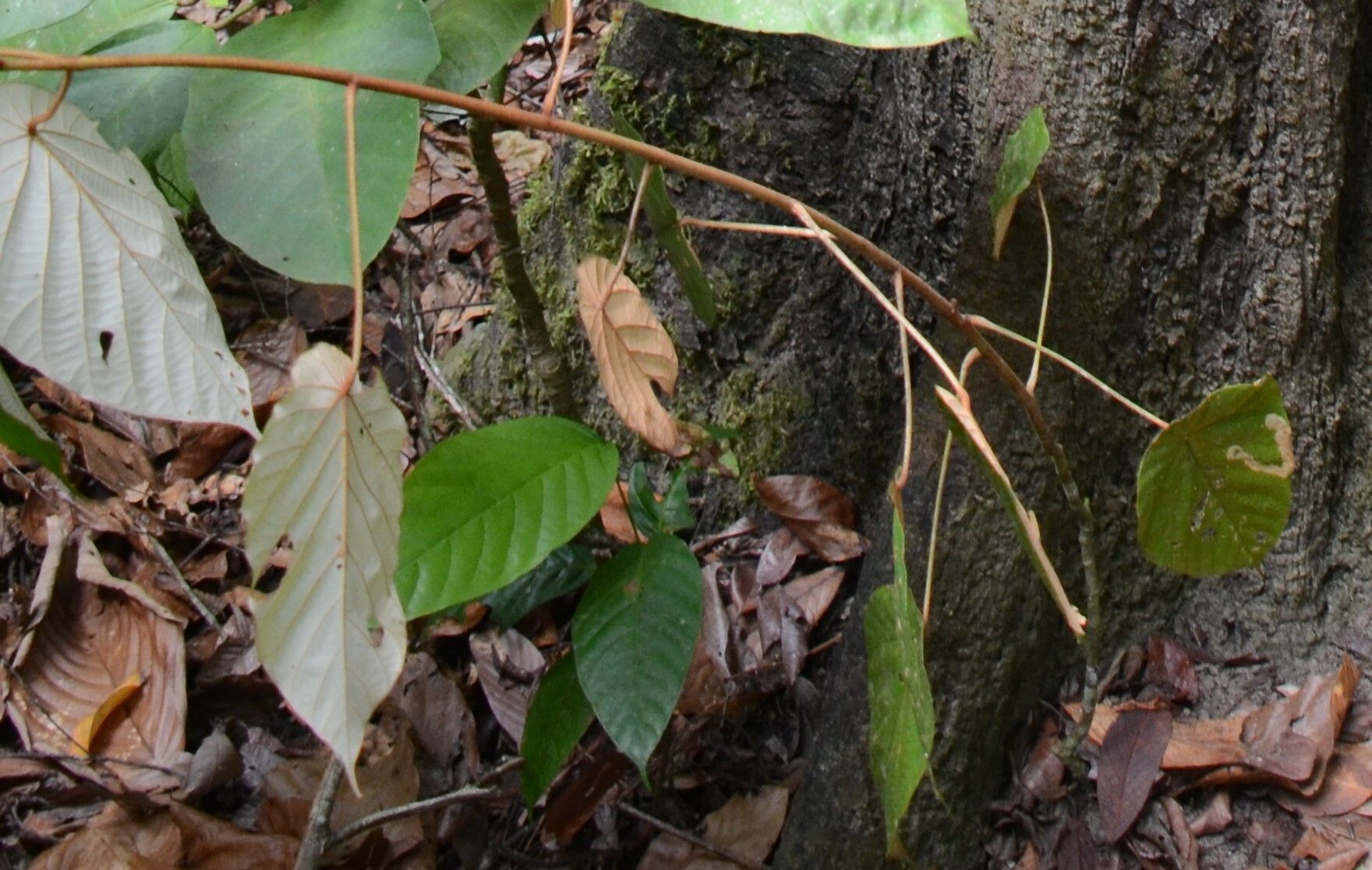 Macaranga amissa — related species from the same genus