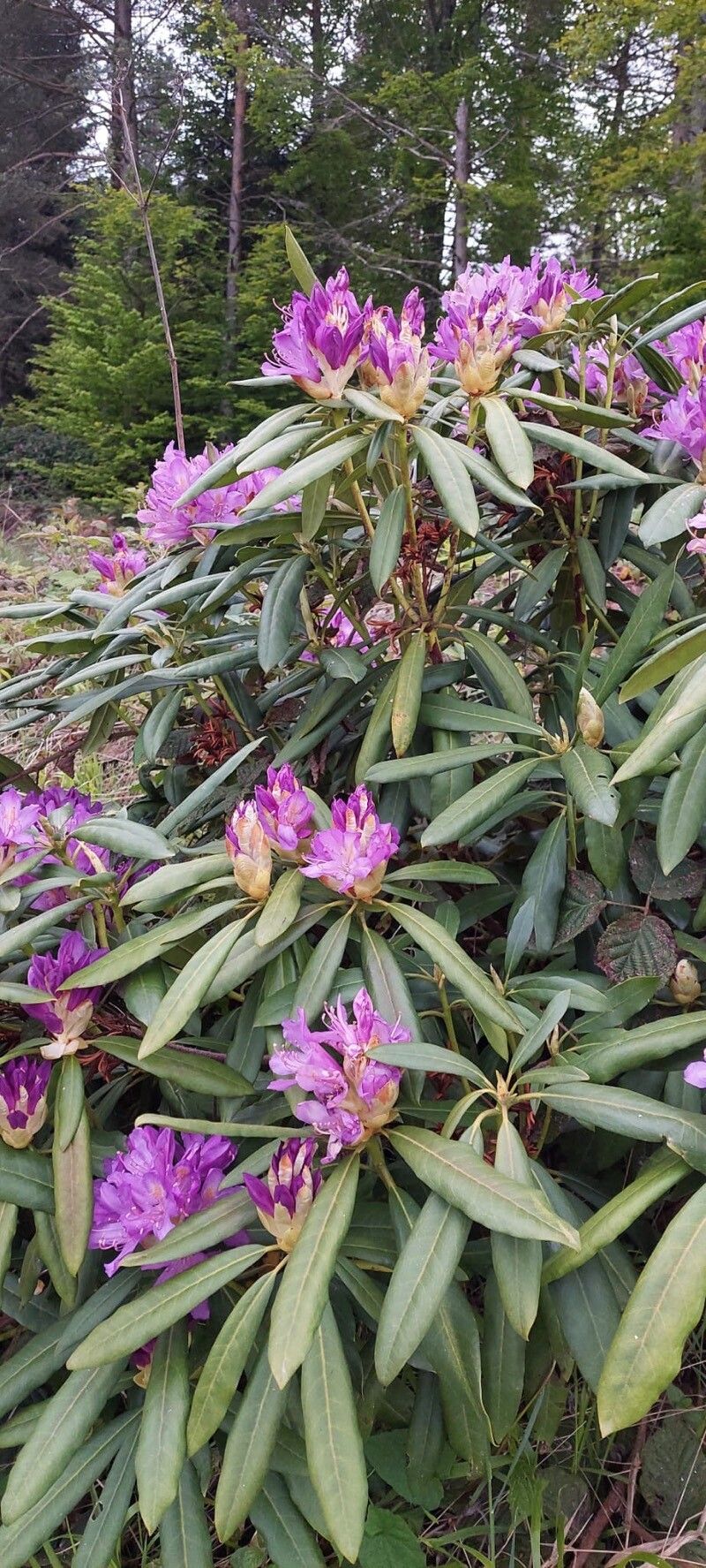 Rhododendron smirnowii flower