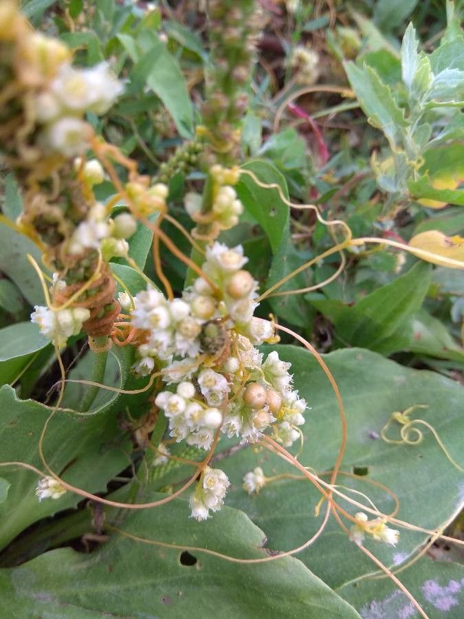 Cuscuta cesatiana — search result for 'Cuscuta'