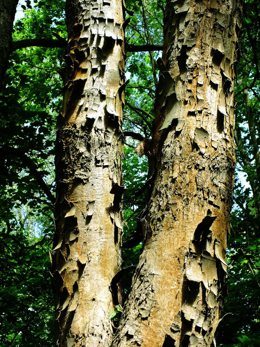 Piptadenia gonoacantha bark