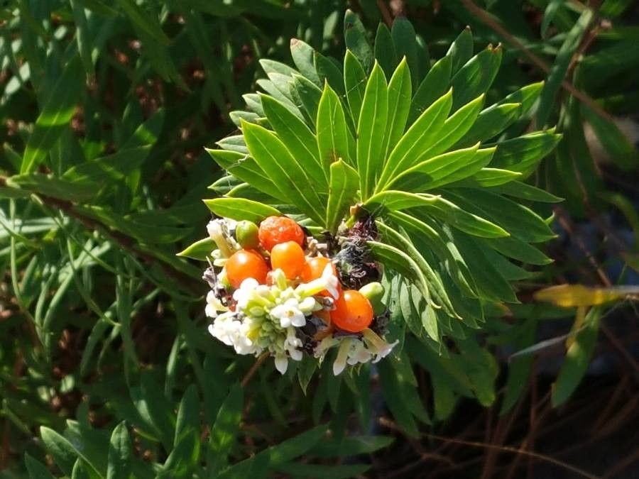 Daphne gnidium flower