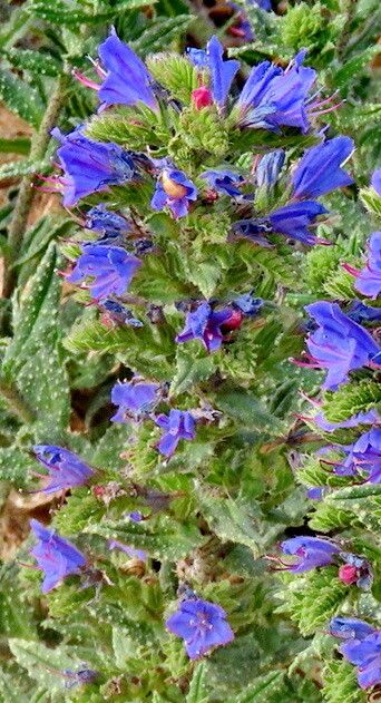 Echium gaditanum flower