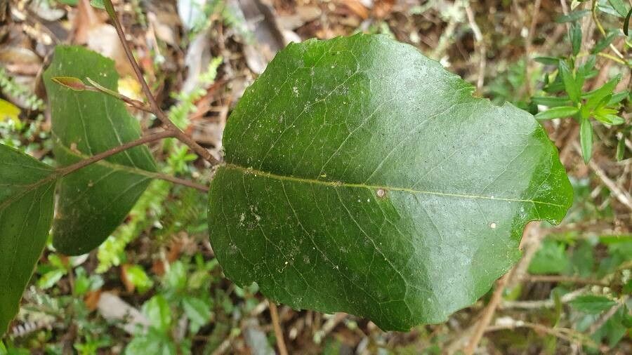 Lomatia hirsuta leaf