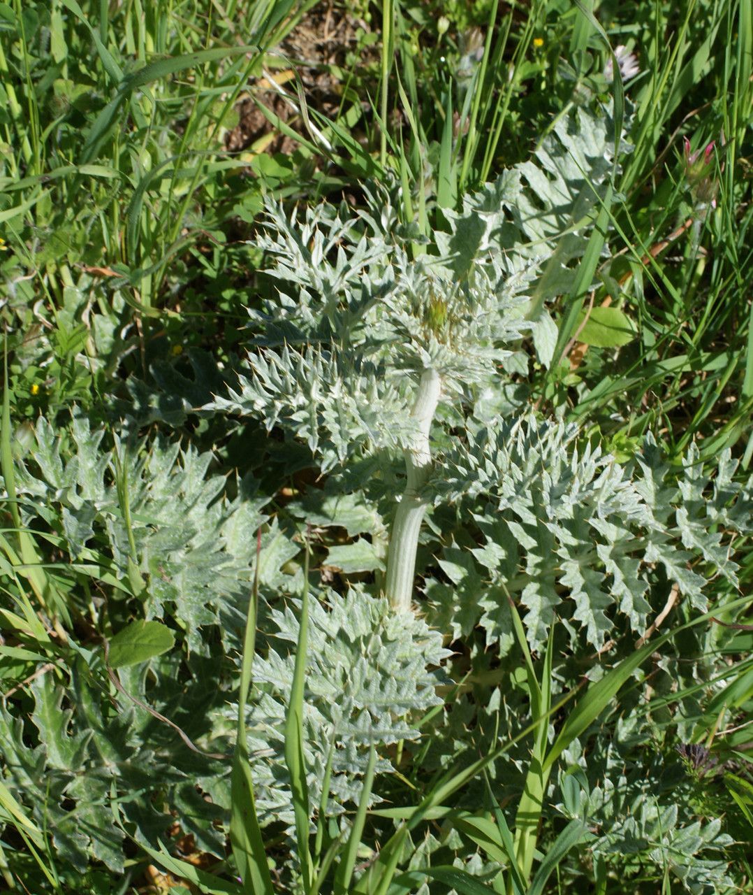 Cynara algarbiensis habit