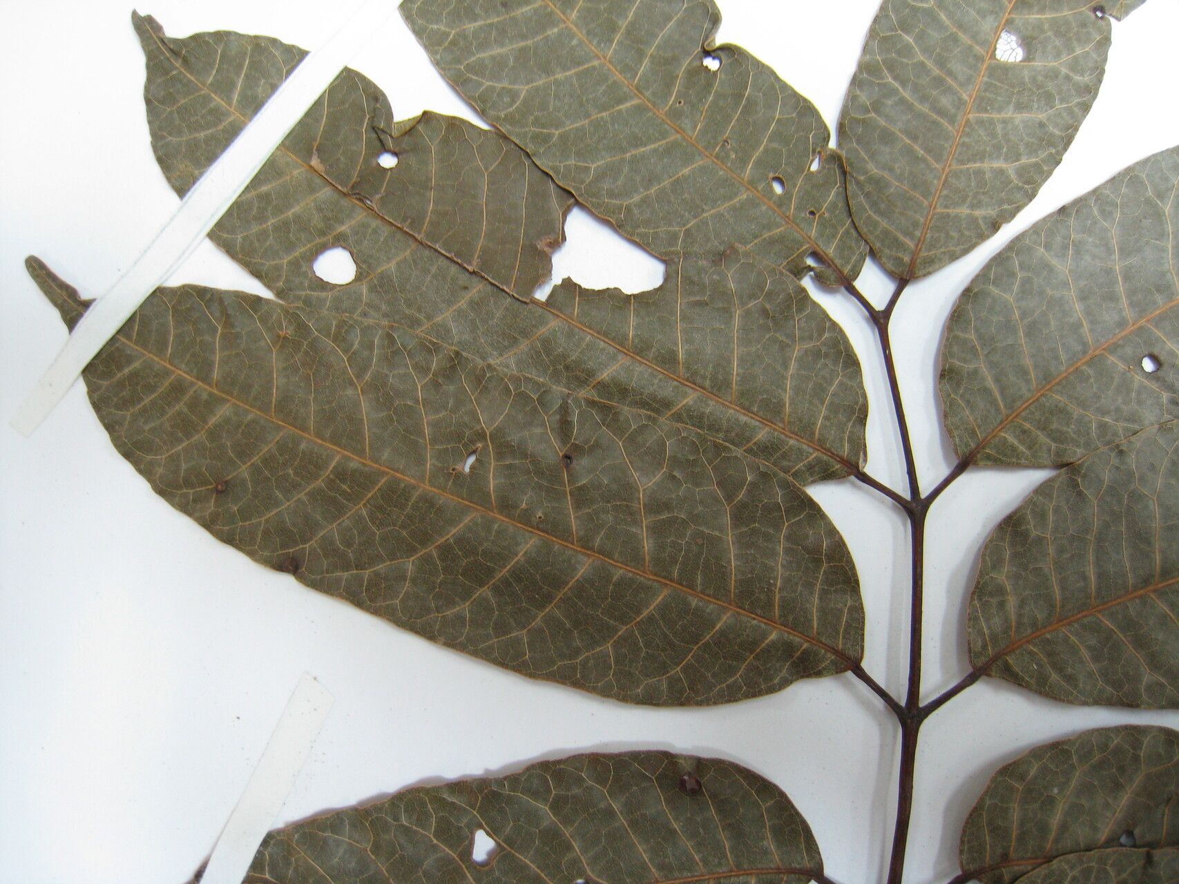 Protium tenuifolium other