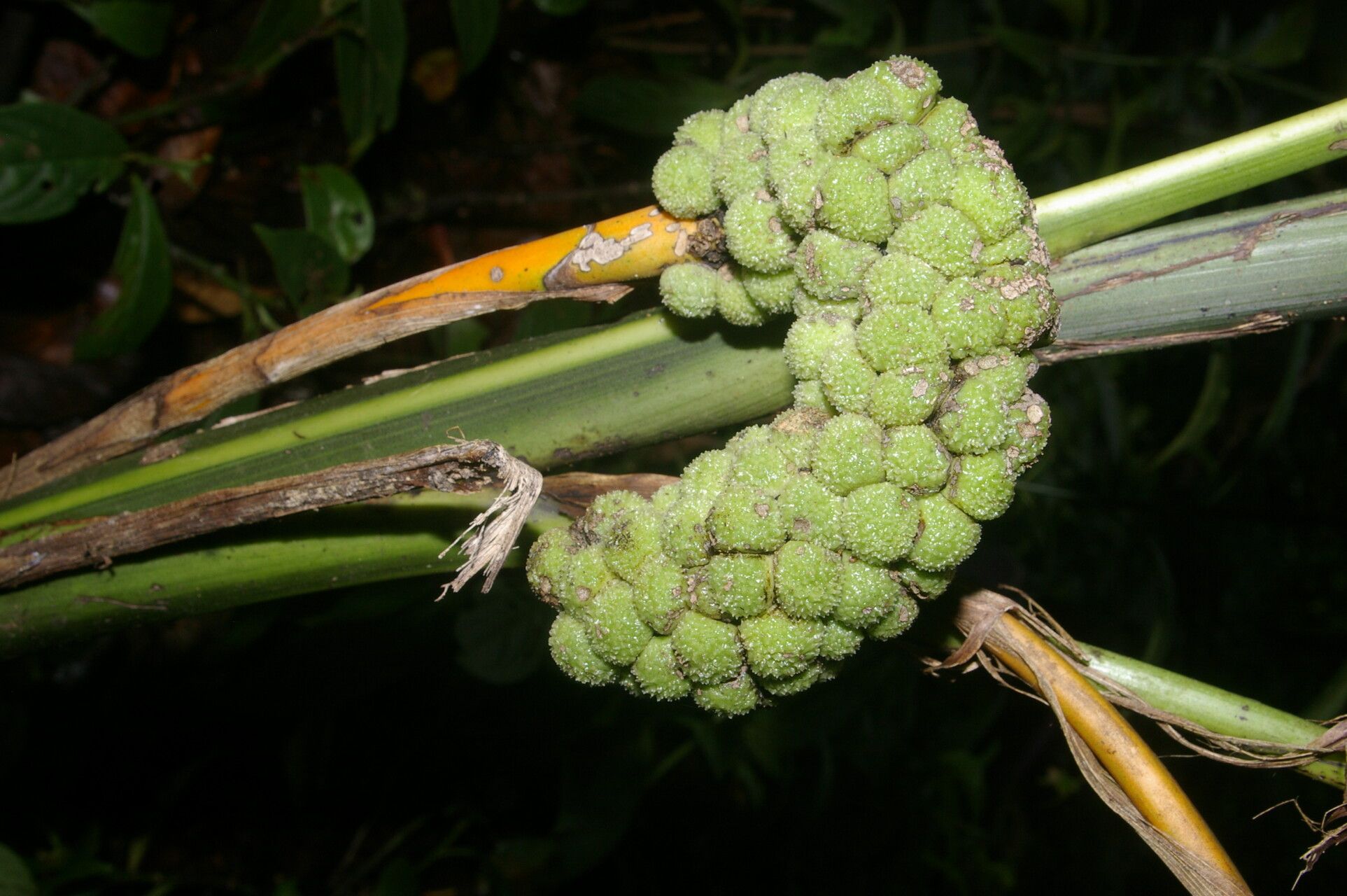 Chamaedorea crucensis fruit