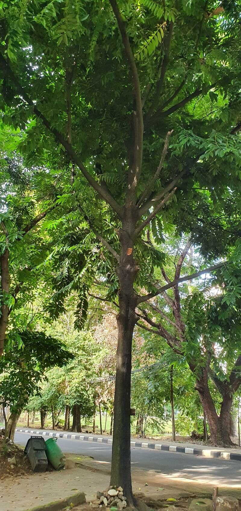 Diospyros celebica habit