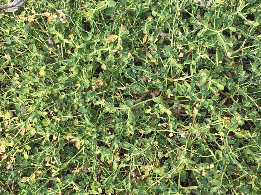 Euphorbia spinosa — houseplant care guide