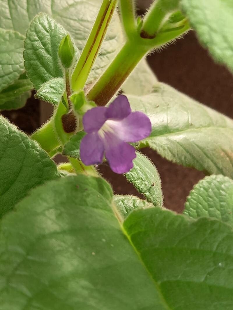 Streptocarpus johannis flower