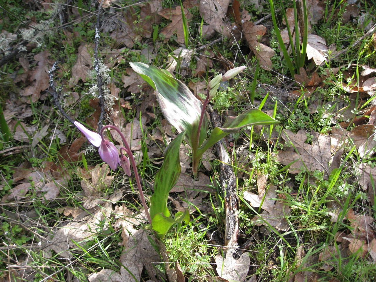 Erythronium hendersonii habit