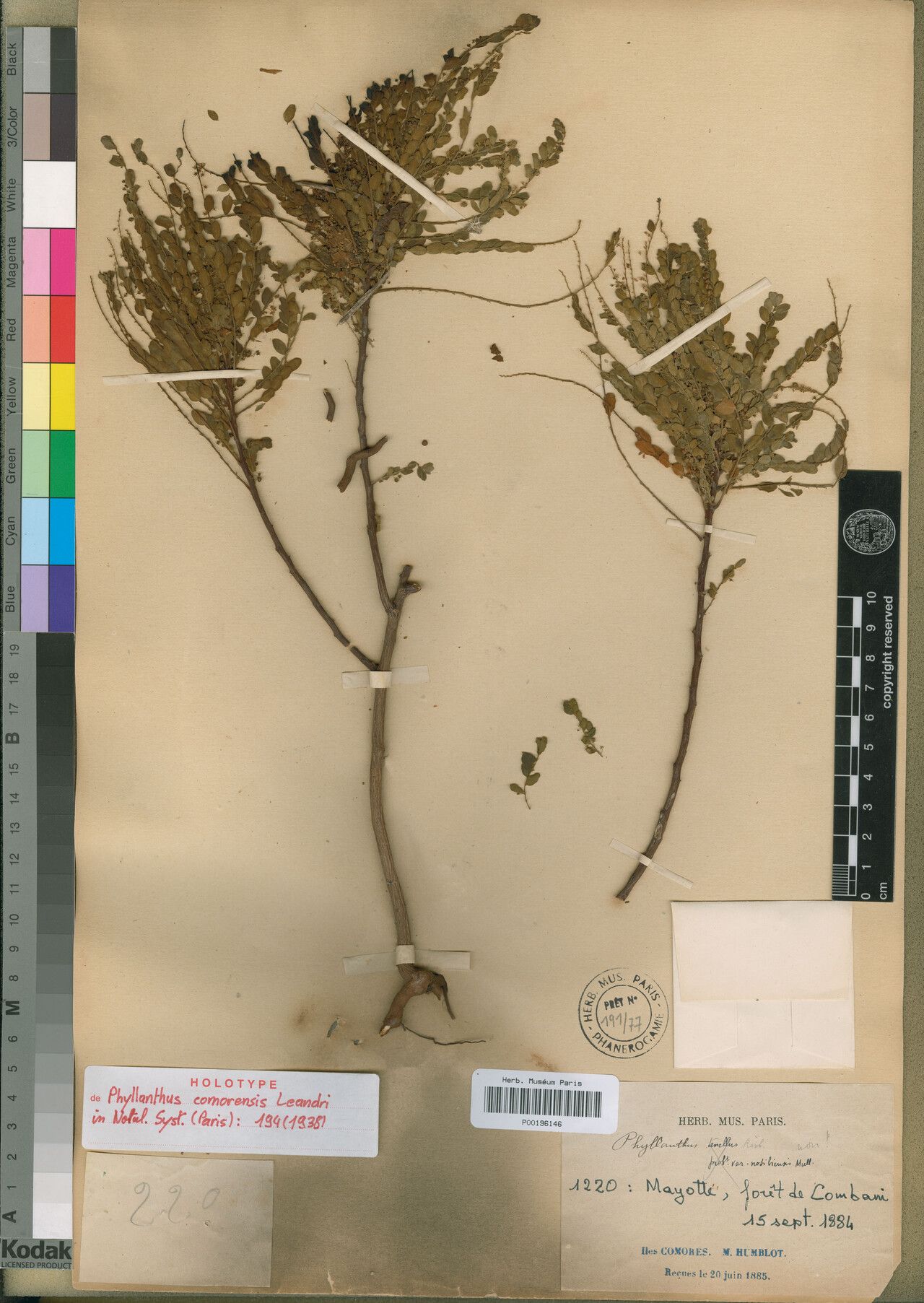 Phyllanthus comorensis — houseplant care guide