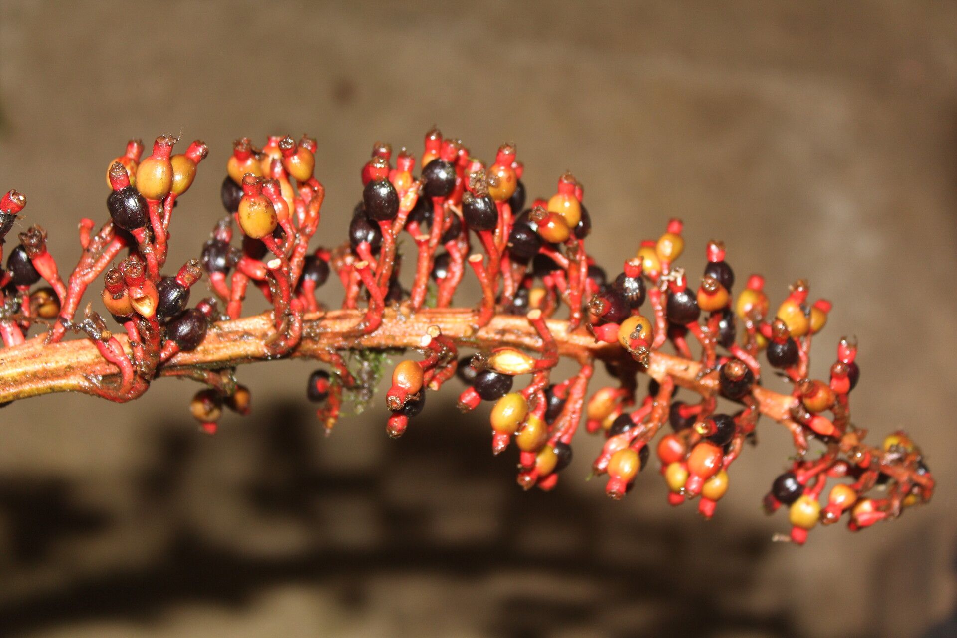 Renealmia mexicana fruit