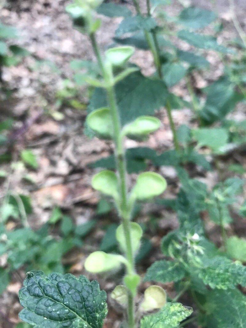 Scutellaria albida flower