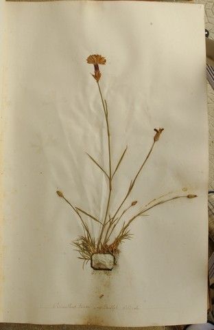 Dianthus x fallens — houseplant care guide