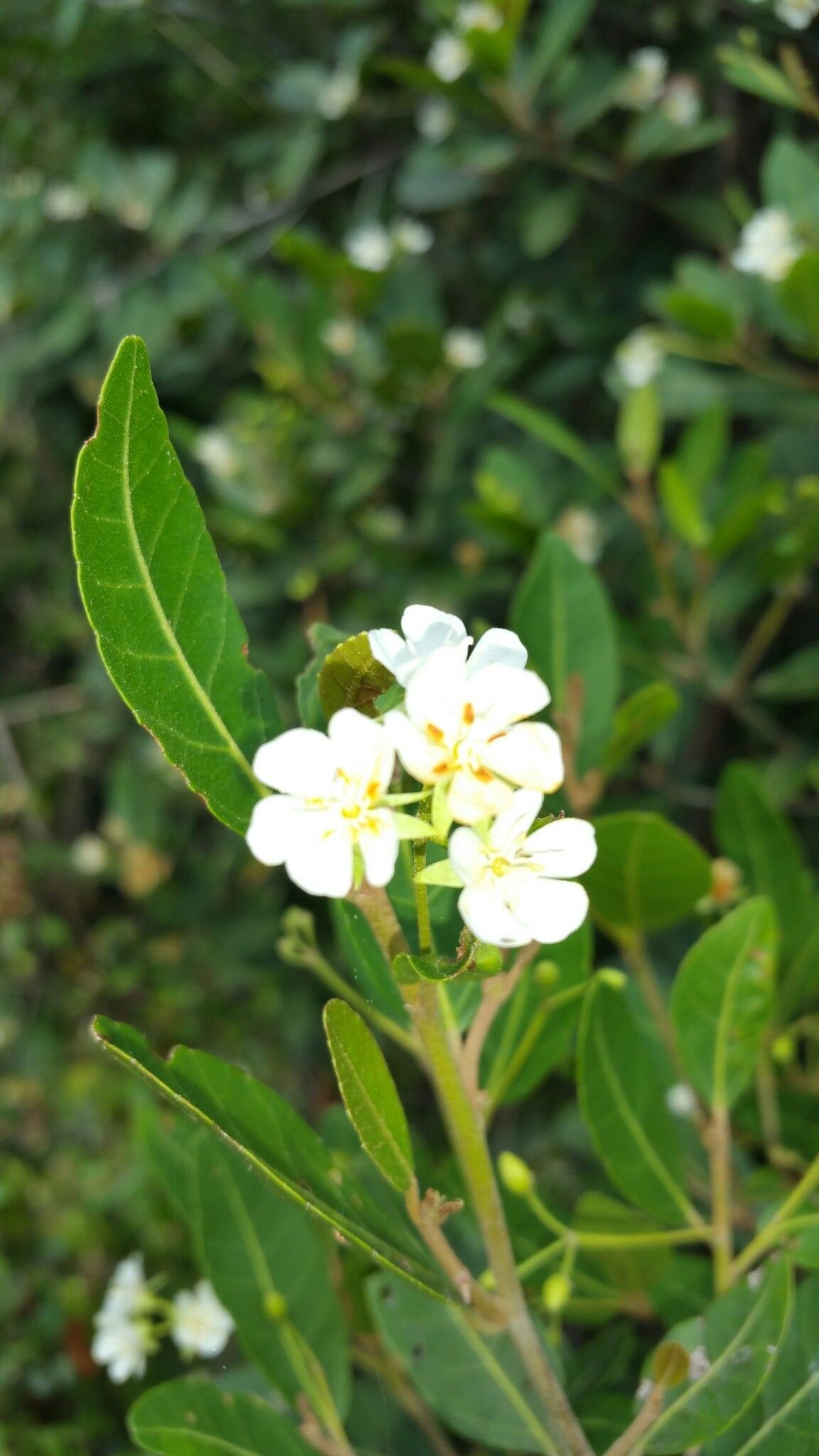Dombeya decaryana flower