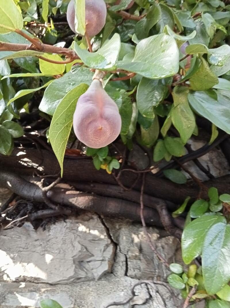 Ficus heterophylla fruit
